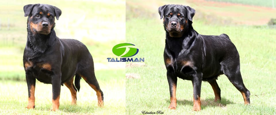 Rottweiler