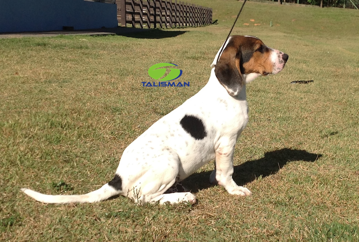 Ninhada A RB da Fazenda Talisman - MALHADO e YARA