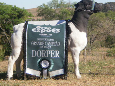 Reservado Grande Campeão Fazenda Talisman DP 09-386