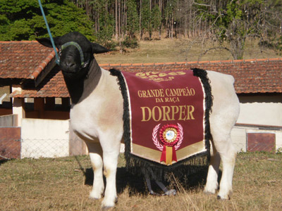 Grande Campeão: Dorper (Colt) 04