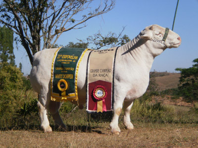 Grande Campeão: White Dorper (Zionzinho) Fazenda Talisman WD 08-183